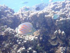 Chaetodon ornatissimus