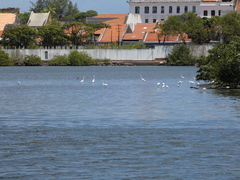 Ardea alba