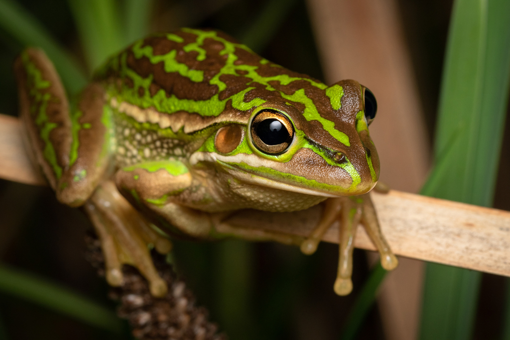 Green and Golden Bell Frog