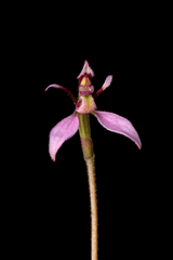 Eriochilus