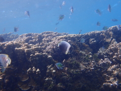 Chaetodon reticulatus