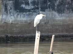 Ardea alba