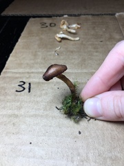 Dermocybe