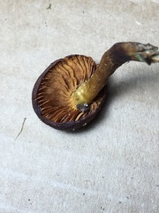 Dermocybe