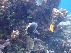 Chaetodon reticulatus