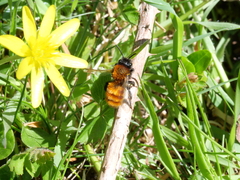 Andrena fulva
