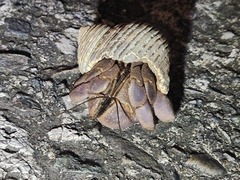 Coenobita brevimanus
