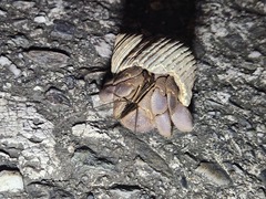 Coenobita brevimanus