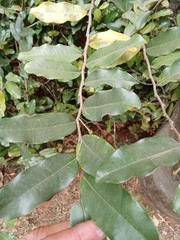 Polyalthia suberosa