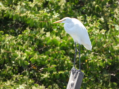 Ardea alba