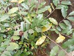 Polyalthia suberosa