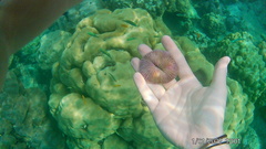 Fungia fungites