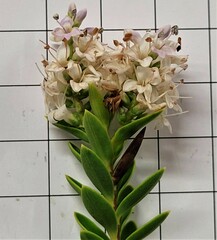 Veronica brachysiphon