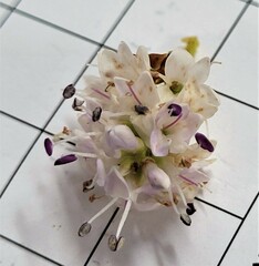 Veronica brachysiphon