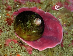Calliostoma zizyphinum