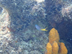 Ecsenius bicolor