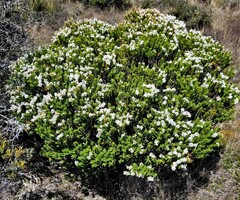 Veronica brachysiphon