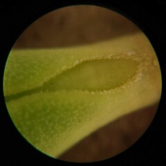 Veronica brachysiphon