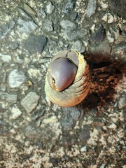 Coenobita brevimanus