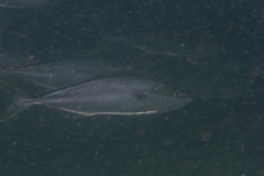 Seriola lalandi