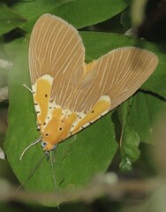 Asota speciosa