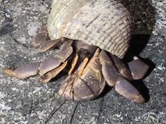 Coenobita brevimanus