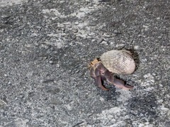 Coenobita brevimanus