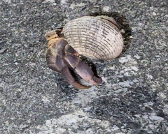 Coenobita brevimanus