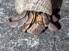 Coenobita brevimanus