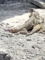 Acanthocercus atricollis