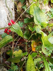 Smilax aspera aspera