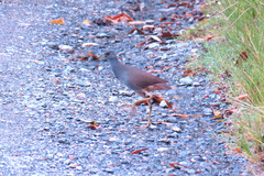 Amaurornis moluccana