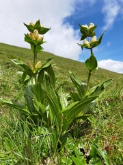 Gentiana punctata
