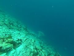 Aetomylaeus vespertilio