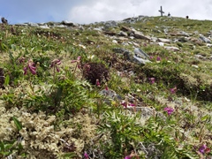 Hedysarum hedysaroides