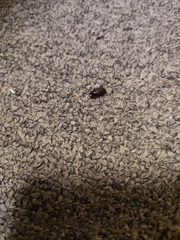 Acrossidius tasmaniae