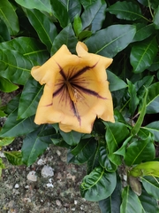 Solandra maxima image