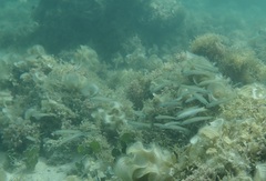 Ptereleotris microlepis