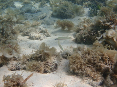 Ptereleotris microlepis