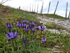 Phyteuma globulariifolium