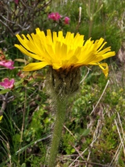Hypochaeris uniflora