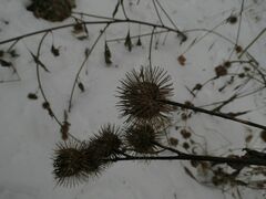 Arctium nemorosum