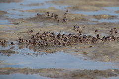 Mictyris longicarpus