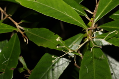 Argophyllum nullumense
