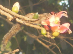 Funambulus palmarum