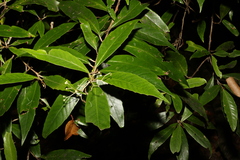Argophyllum nullumense