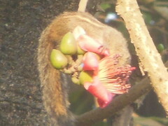 Funambulus palmarum