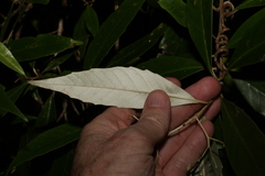 Argophyllum nullumense