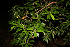 Argophyllum nullumense