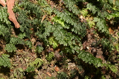Hymenophyllum cupressiforme